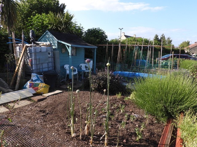 Allotment Summer 2022 02